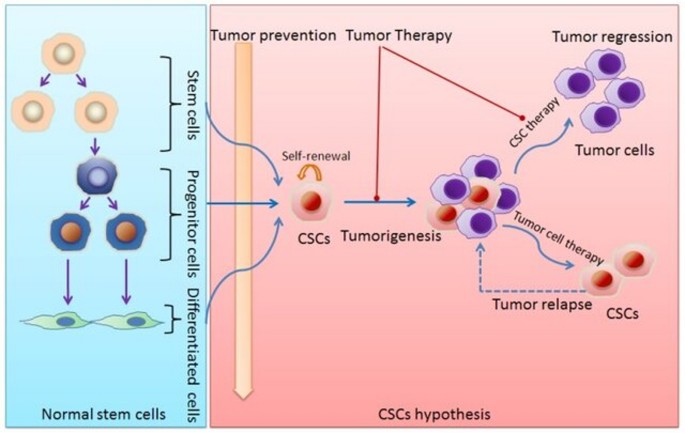 Stem Cell Treatment vs Conventional Treatment: What Makes Regenerative Medicine Different?